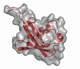 Die Struktur des Proteins Ubiquitin. (Bild: Petra Hänzelmann)
