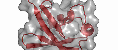 Die Struktur des Proteins Ubiquitin. (Bild: Petra Hänzelmann)