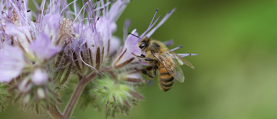 Haben Wild- und Honigbienen eine doppelte Belastung von Insektiziden und Fungiziden? Forscherinnen und Forscher der Uni Würzburg wollen das herausfinden.