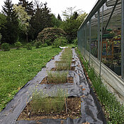 Die Versuchsflächen im Botanischen Garten der Universität Würzburg. 