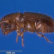 Ein weiblicher Zuckerrohr Ambrosiakäfer, Xyleborus affinis, wird circa zwei Millimeter groß.