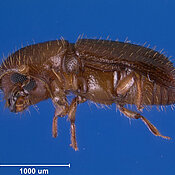 A female sugarcane shot-hole borer Xyleborus affinis grows to about two millimetres.