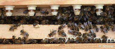 Honeybee workers builiding queen cells on a dedicated queen breeding frame