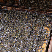 Ein überwinterndes Bienenvolk an der Bienenstation der Uni Würzburg.