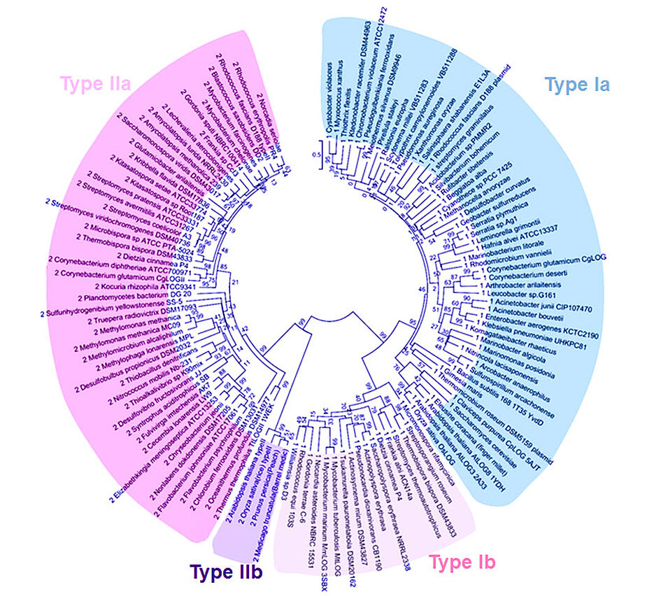 Protein sequence analysis