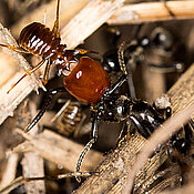 Jagd auf Termiten: Eine Matabele-Ameise (rechts) kämpft verbissen gegen einen Termitensoldaten der Gattung Pseudocanthotermes sp. (Foto: Erik Frank)