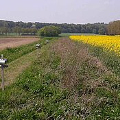 Am Rand von Agrarflächen angebrachte Nisthilfen können helfen, die Zahl nützlicher Wildbienen auf den Feldern deutlich zu erhöhen. (Foto: Jeroen Scheper)