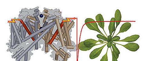 Der funktionelle Kaliumkanal TPC1 besteht aus zwei identischen Untereinheiten (links im Bild). Kaliumionen (blaue Sphären) werden durch die Kanalpore geschleust, wenn Kalziumionen, die am Kanalprotein binden (grüne Sphären) und Änderungen im elektrisc