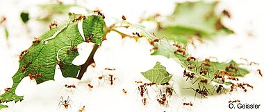 Blattschneiderameisen (<i>Atta sexdens</i>) beim Zerschneiden von Blättern