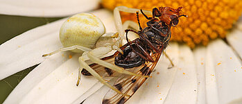 goldenrod crab spider