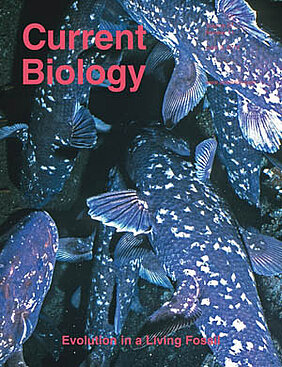 Quastenflosser zieren das Titelbild: In der Zeitschrift “Current Biology” stellen Wissenschaftler neue Forschungsergebnisse über die seltenen Fische vor. Foto: Hans Fricke