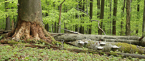 Totholz im Buchenwald nahe der Ökologischen Station der Uni Würzburg. Pilze haben sich darangemacht, die Stämme zu zersetzen.