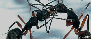 Zwei Rossameisen (<i>Camponotus</i>) füttern sich sich gegenseitig