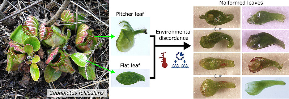 Normal and malformed leaves oft the Australian pitcher plant.