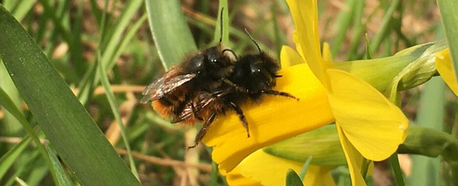 Ein Forschungsteam hat untersucht, ob Fungizide beim Paarungsverhalten der Mauerbiene (Osmia cornuta) eine Rolle spielen könnten.