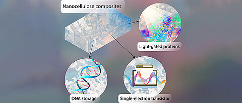 Information can be stored in the form of DNA on chips made of semiconducting nanocellulose. Light-controlled proteins read the information.
