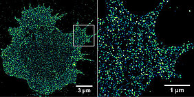 Immunrezeptoren auf einer Krebszelle. Mit Hilfe der hochauflösenden Fluoreszenzmikroskopie ist es möglich, Rezeptoren in der Zellmembran mit Einzelmolekül-Sensitivität zu visualisieren und zu quantifizieren. (Bild: Sebastian Letschert)