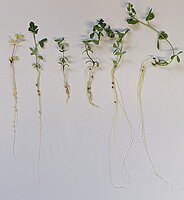 Lotus plants showing a diverse range of nodulation and growth phenotypes