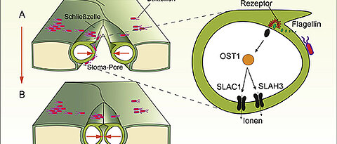 Bakterien nutzen geöffnete Poren in den Blättern als Schlupflöcher, um ins Blattinnere zu gelangen (A). Nimmt die Pflanze das bakterielle Flagellin wahr, werden über das Enzym OST1 die Ionenkanäle SLAC1 und SLAH3 aktiviert (rechts). Die Poren schlie