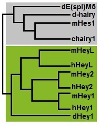 Relationship between different Hey proteins