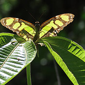 A malachite butterfly (family Nymphalidae) from the Peruvian Amazon basin.