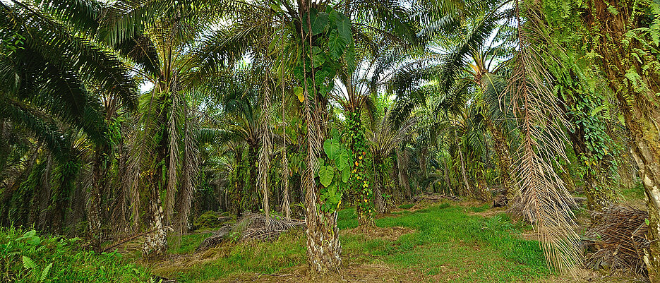 Blick in eine Palmöl-Plantage
