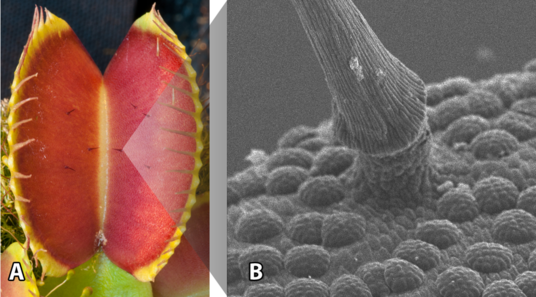 Venusfliegenfalle und sensorisches-Haar