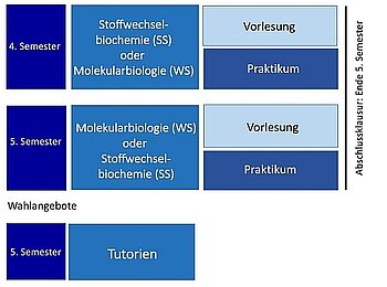 Kursübersicht für Studierende der Zahnmedizin.