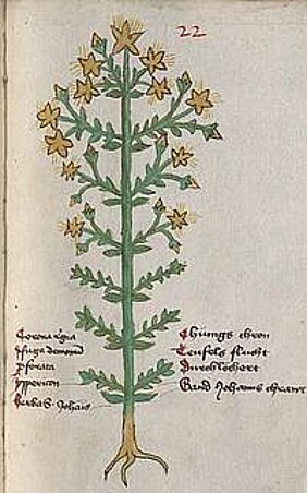 Am aufrechten Stängel, den ganzrandigen Blättern und dem reichblühenden Blütenstand gut zu erkennen: Das Tüpfel-Johanniskraut (Hypericum perforatum L.) mit seiner antibakteriellen, entzündungshemmenden und stimmungsaufhellenden Wirkung zählt heute zu den am besten untersuchten Heilpflanzen. Am aufrechten Stängel, den ganzrandigen Blättern und dem reichblühenden Blütenstand gut zu erkennen: Das Tüpfel-Johanniskraut (Hypericum perforatum L.) mit seiner antibakteriellen, entzündungshemmenden und stimmungsaufhellenden Wirkung zählt heute