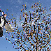 Student Jean-Léonard Stör erreicht mit einem Hubsteigerfahrer eine Baumkrone, in der Insektenfallen hängen. (Bild: Bayerische Landesanstalt für Wein- und Gartenbau)
