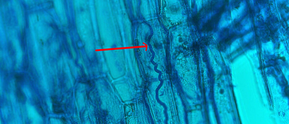 Epichloë hypha between plant cells.