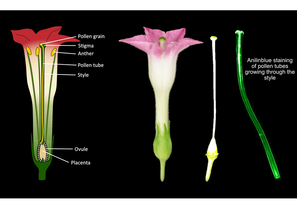 Anatomical overview of a tobacco flower and anilinblue staining of growing pollen tubes