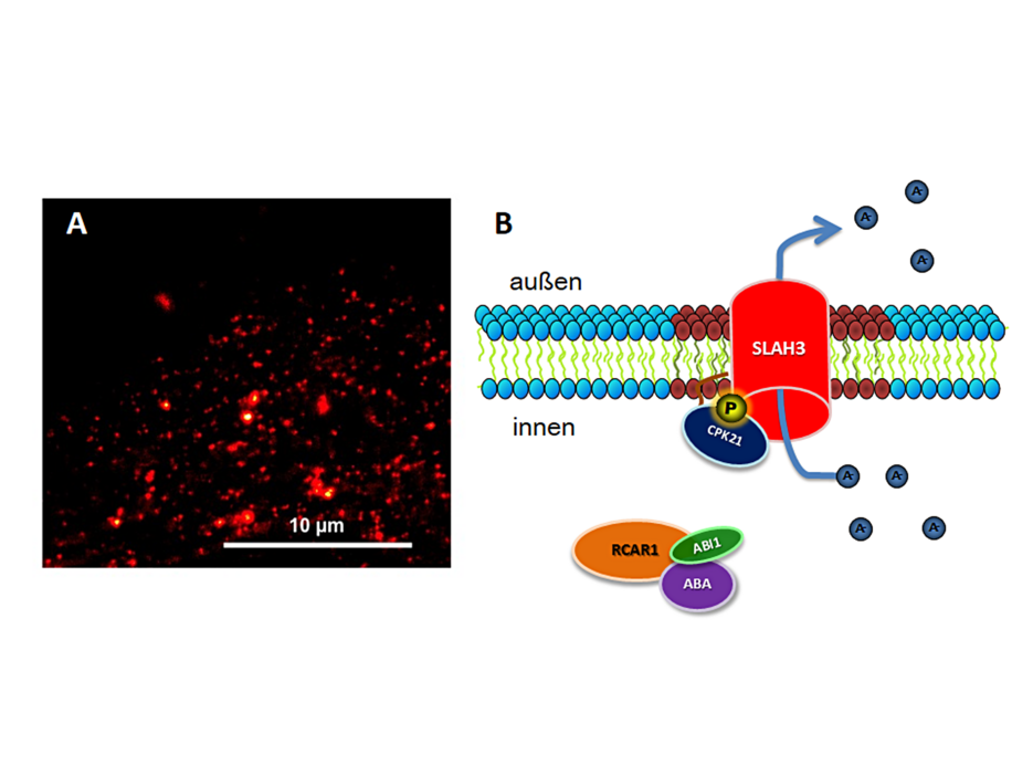 Nanodomänen in der Membran der genetischen Modellpflanze Arabidopsis thaliana