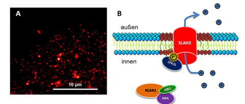 Nanodomänen in der Membran der genetischen Modellpflanze Arabidopsis thaliana