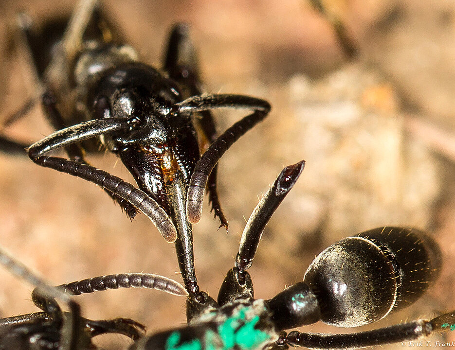 Eine Matabele-Ameise versorgt die Wunden einer Artgenossin, der im Kampf mit Termitensoldaten Beine abgebissen wurden. (Foto: Erik T. Frank)
