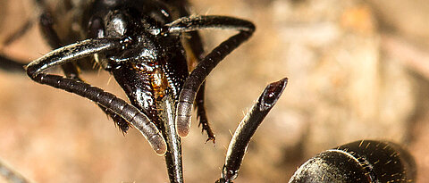 A Matabele ant treats the wounds of a mate whose limbs were bitten off during a fight with termite soldiers. (Photo: Erik T. Frank)