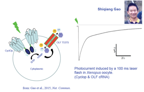 The figure shows left (A) the scheme of an oocyte with heterologously expressed Cyclop and a CNG cation channel. To the right is a current trace in B,