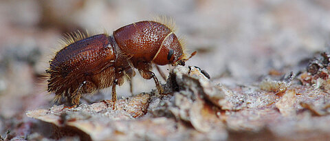 The European spruce bark beetle