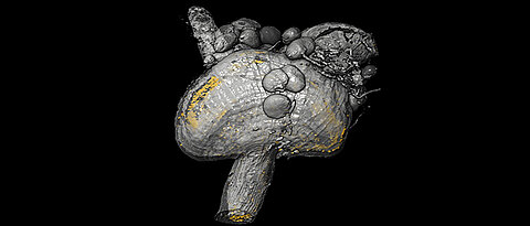 3D model of the proventriculus, a special organ of the tsetse fly: The distribution of the trypanosomes based on the fluorescent cell nuclei is shown in yellow. (Picture: Chair of Zoology I / eLife)