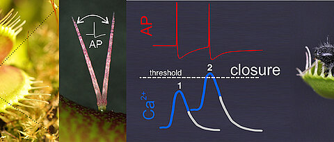 Berührt ein Beutetier die Sinneshaare auf der Innenseite der Venusfliegenfalle, wird ein Aktionspotential ausgelöst. Diese elektrische Information wird dann in eine chemische Kalziumwelle übersetzt. Die kritische Kalziumkonzentration, die den Fallenschluss initiiert, wird allerdings erst überschritten, wenn zwei Aktionspotentiale kurz hintereinander ausgelöst werden.