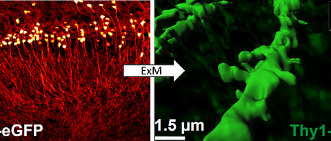 Super-resolution images made in Würzburg: Expansion microscopy ExM can be used to precisely depict fine structures of the brain whose shape changes during learning and memory processes. Pyramid cells from the hippocampus of the mouse line Thy1-eGFP can be seen.