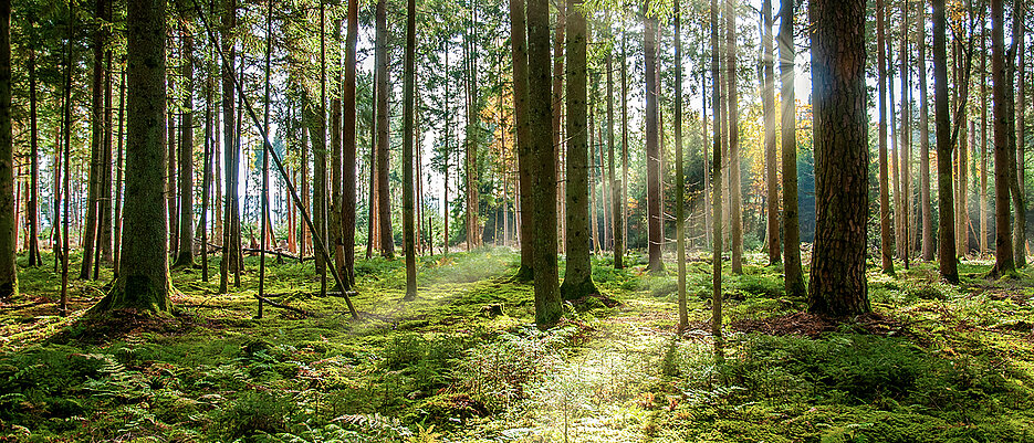 Mittelalt, mitteldicht und häufig totholzarm: So sehen heutzutage viele Wälder in Deutschland aus. Für die Artenvielfalt ist das nicht gut.