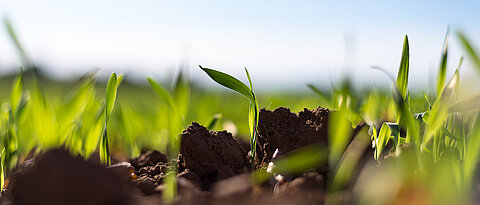 If metabolic networks of plants are modulated, they can bind significantly more carbon dioxide - and thus possibly slow down climate change.