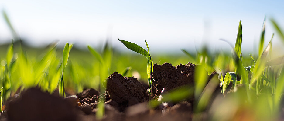 If metabolic networks of plants are modulated, they can bind significantly more carbon dioxide - and thus possibly slow down climate change.