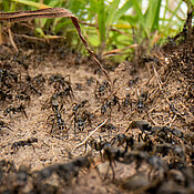 A raiding party of African Matabele ants. 