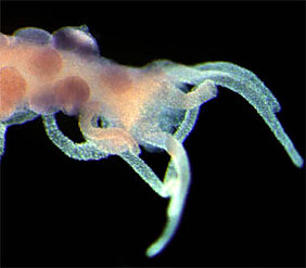 Der Süßwasserpolyp Hydra. In seinem Erbgut stießen Wissenschaftler auf den Hinweis, dass die sexuelle Fortpflanzung ein einmaliges Ereignis in der Evolution war. (Foto: Johanna Fraune)