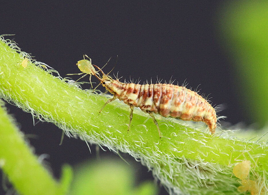 The larva of chrysopidae with its prey, a potato aphid; biological pest control using natural predators boosts yields and benefits additionally from reduced tillage and landscapes of great structural diversity.