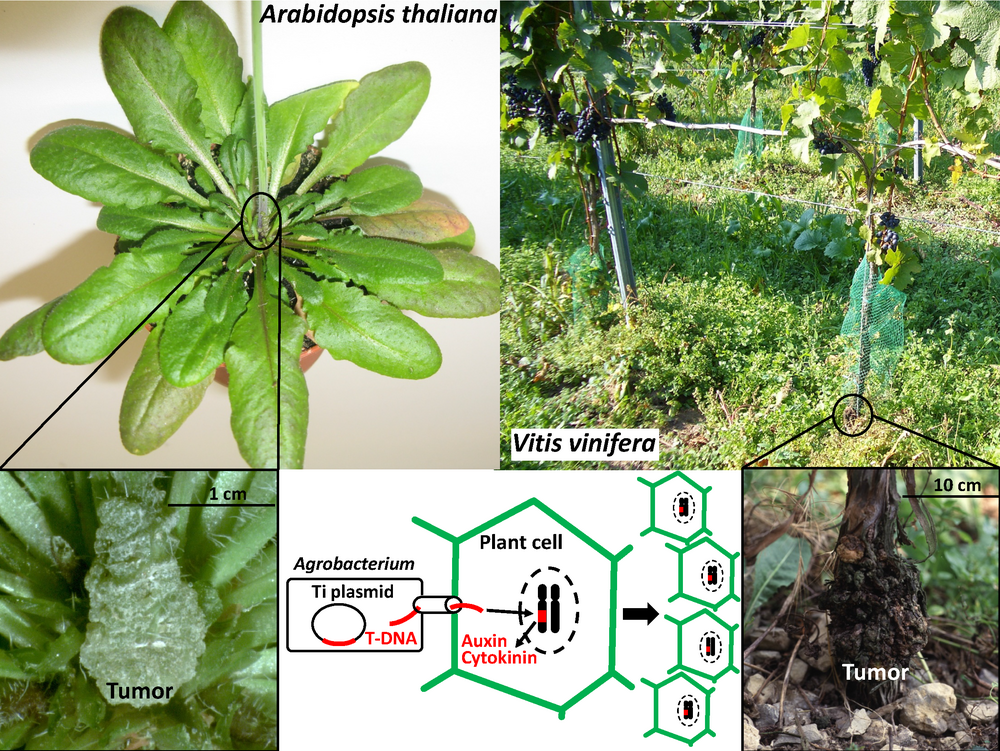 Agrobacterium-mediated crown gall tumor development