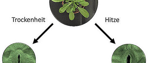 Bei Trockenheit schließen Pflanzen ihre Stomata, um Wasser zu sparen. Bei Hitze dagegen machen sie die Poren auf, um die Verdunstungskälte für die Kühlung der Blätter zu nutzen. (Bild: Peter Ache)