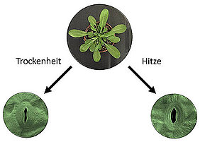 Bei Trockenheit schließen Pflanzen ihre Stomata, um Wasser zu sparen. Bei Hitze dagegen machen sie die Poren auf, um die Verdunstungskälte für die Kühlung der Blätter zu nutzen. (Bild: Peter Ache)